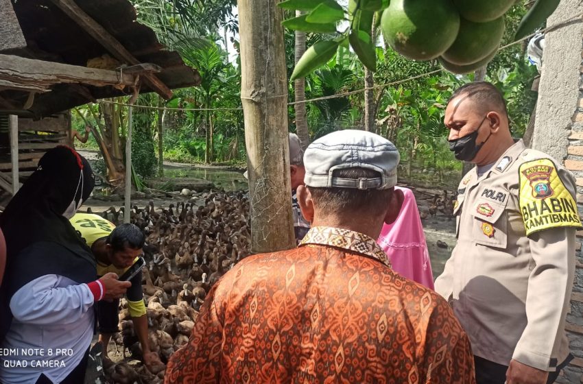  Polsek Lab. Ruku Giat Serah Terima Bantuan 853 Bebek Petelur Kepada Warga Ujung Kubu