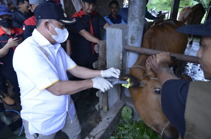  Gebyar Vaksin PMK, Bupati Zahir Imbau Masyarakat Jangan Percaya Berita Hoax