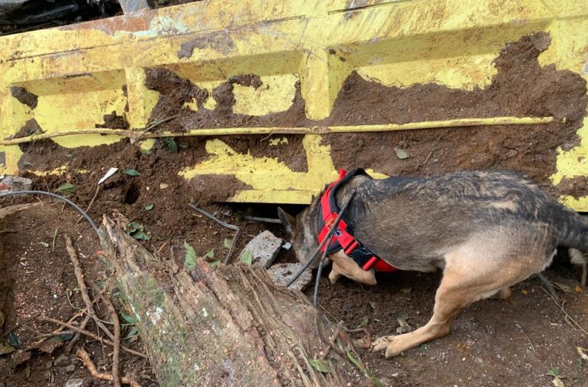  Satu anjing pelacak temukan titik diduga korban tertimbun longsor Cianjur