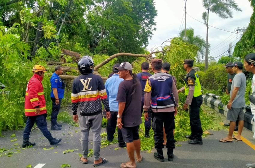  Pohon Tumbang dan Bangunan Roboh di Denpasar Terjadi di 11 Lokasi, Ini Himbauan Polda Bali
