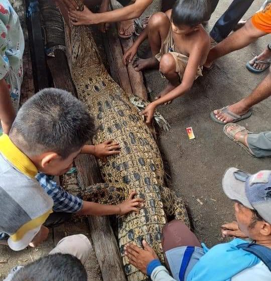 Warga Heboh, Nelayan Temukan Buaya Makan Pancing Rawai di Perairan Muara Gambus Laut