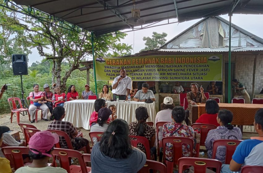  Gerakan Peternak Babi Indonesia Harap Pemerintah Peka Virus ASF Babi