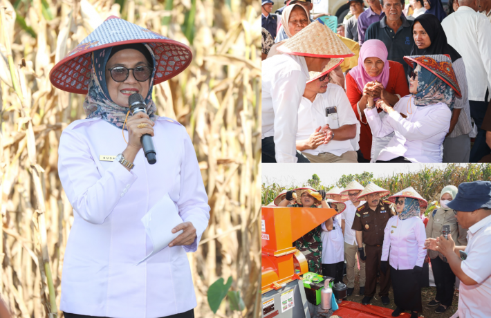  Panen Jagung Bersama di Sumber Jaya, Ibu Petani Minta dr Susanti Tandatangani Topi Caping