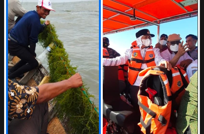  Berita Balasan: Diduga Fiktif Kontrak Rumput Laut T. A 2022, Ini Kata Kadis Perikanan dan Peternakan Batu Bara 