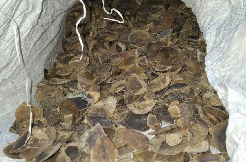  Polda Sumut Ungkap Jual Beli Satwa Dilindungi Sisik Trenggiling