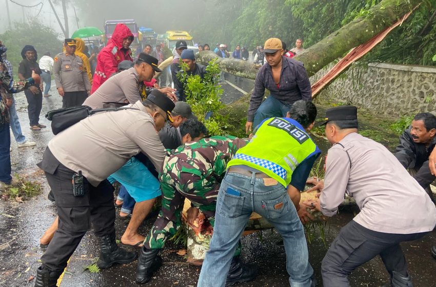  Polres Tanah Karo Tanggap Darurat, Jalur Berastagi-Medan Kembali Normal Pasca Pohon Tumbang