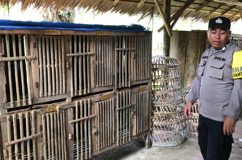  Polrestabes Medan Gerebek dan Bakar Lapak Judi Sabung Ayam di Pancur Batu