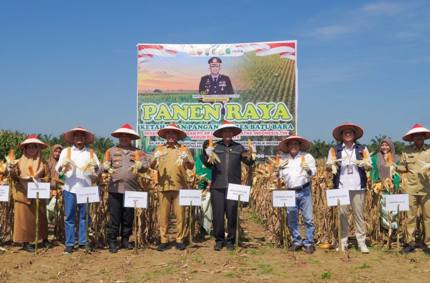  Sukseskan Swasembada Pangan, Wabup Batu Bara Ikut Panen Raya Jagung untuk ke-2 Kalinya