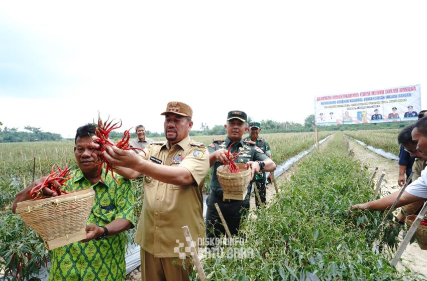  Bupati Batu Bara dan Forkopimda Lakukan Panen Cabai Bersama