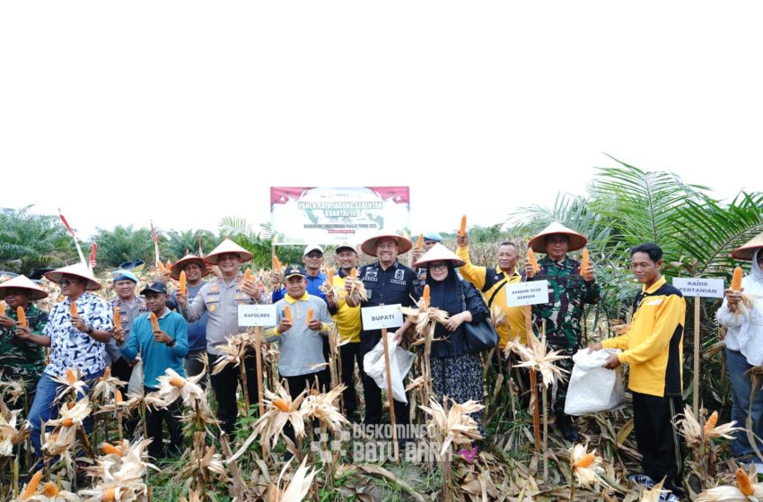  Dukung Swasembada Pangan 2026, Bupati Batu Bara Hadiri Panen Raya Jagung Serentak Kuartal III